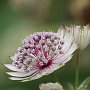 Astrantia Major/Bellevue Botanical Garden/Bellevue, WA
