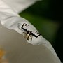 Misumena Vatia (Goldenrod Spider) on Peony/Bellevue Botanical Garden/Bellevue, WA