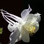 White Star Columbine/Seattle, WA