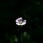 Unknown Wildflower/Bellevue Botanical Garden/Bellevue, WA