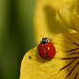Western Blood-Red Ladybeetle/Bellevue Botanical Garden/Bellevue, WA
