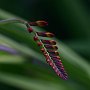 Crocosmia/Bellevue Botanical Garden/Bellevue, WA