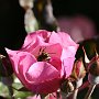 Bee in Rose/Highline SeaTac Botanical Garden/SeaTac, WA