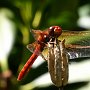 Cardinal Meadowhawk/Kubota Garden/Seattle, WA