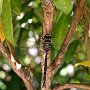 Black-Tipped Darner/Washington Park Arboretum/Japanese Garden/Seattle, WA