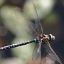 Blue-Eyed Darner in Flight/Cottage Lake, WA
