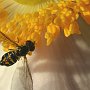 Hoverfly on Japanese Windflower/Cottage Lake, WA