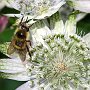 Bee on Astrantia Major/Bellevue Botanical Garden/Bellevue, WA