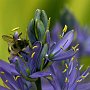 Bee on Camassia/Bellevue Botanical Garden/Bellevue, WA