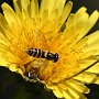 Hoverfly on Dandelion/Skagit Display Garden/Mt. Vernon, WA
