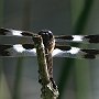 King of the Pond (Ten-Spot Skimmer)/Cottage Lake, WA