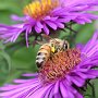 Bee on Aster "Violet Queen"/Bellevue Botanical Garden/Bellevue, WA