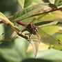 Dragonfly With Attitude/Bellevue Botanical Garden (Yao Garden)/Bellevue, WA